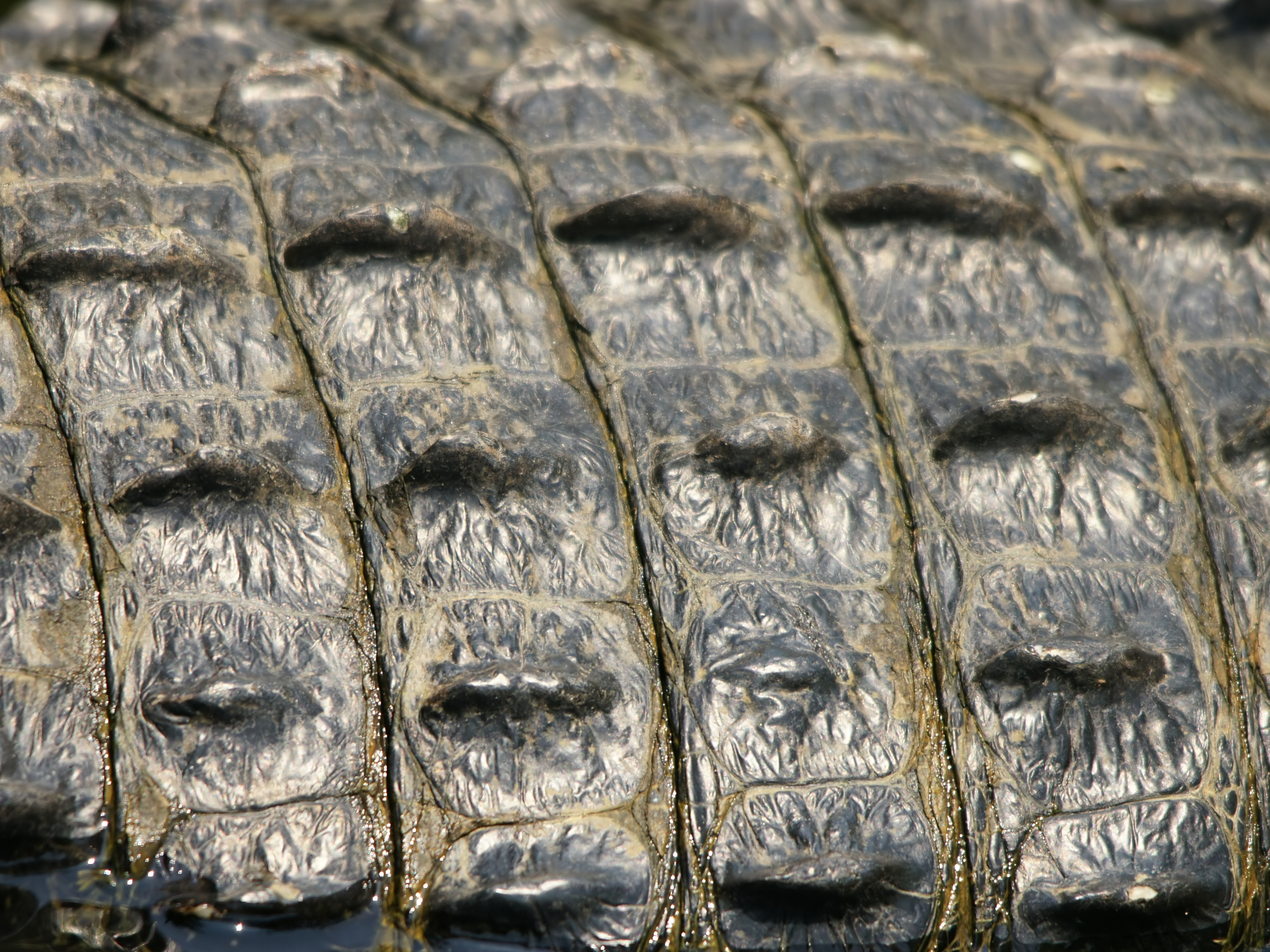 Alligator_mississipiensis_(skin).jpg