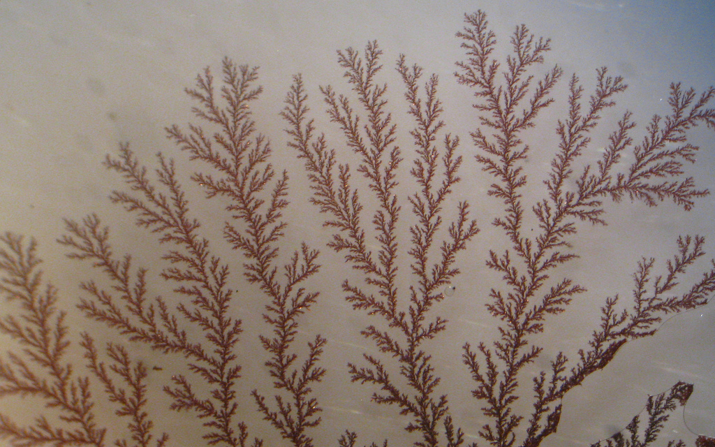 Dendritic_Copper_Crystals_-_20x_magnification