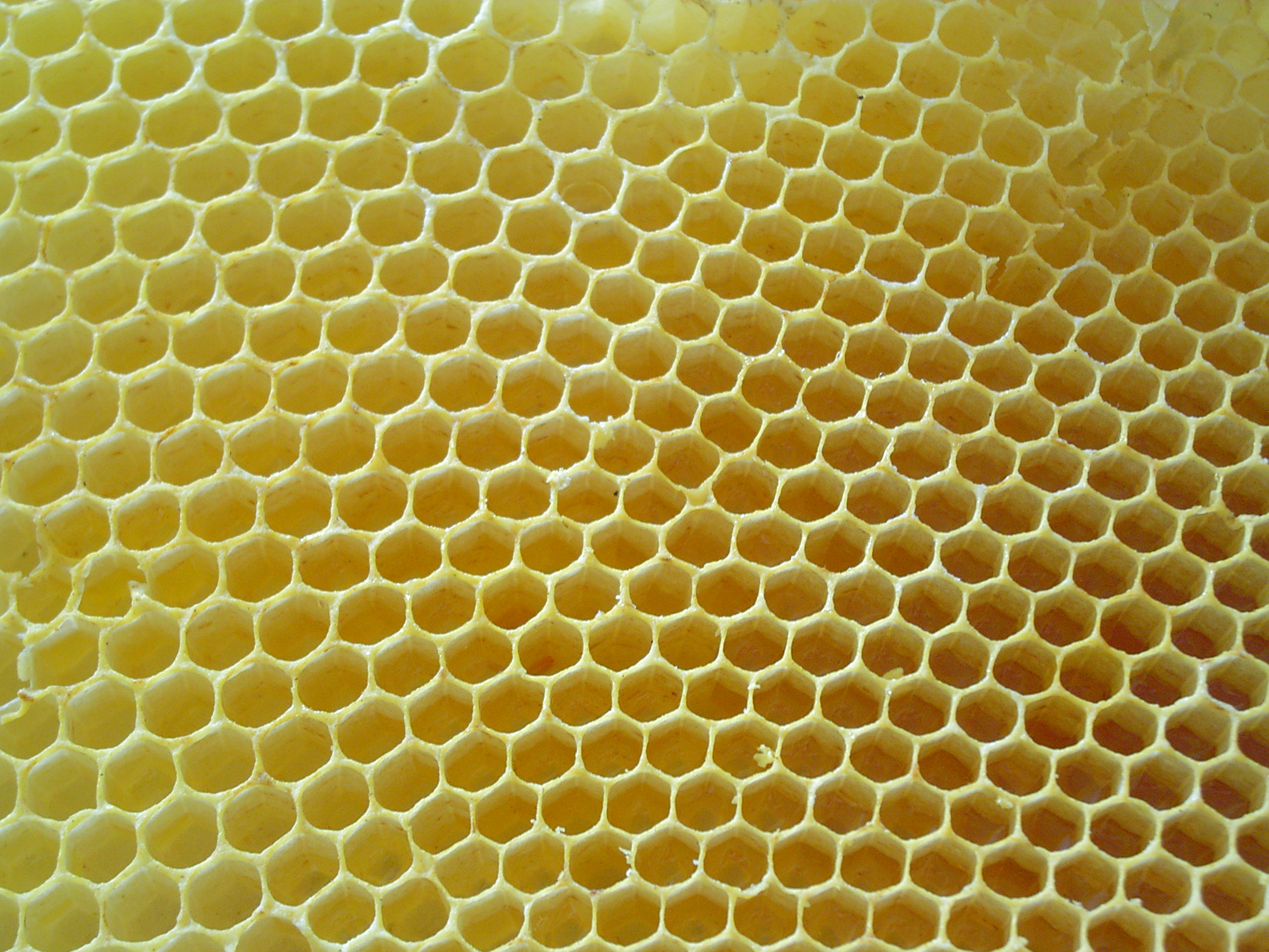 Honeycombs-rayons-de-miel-4.jpg