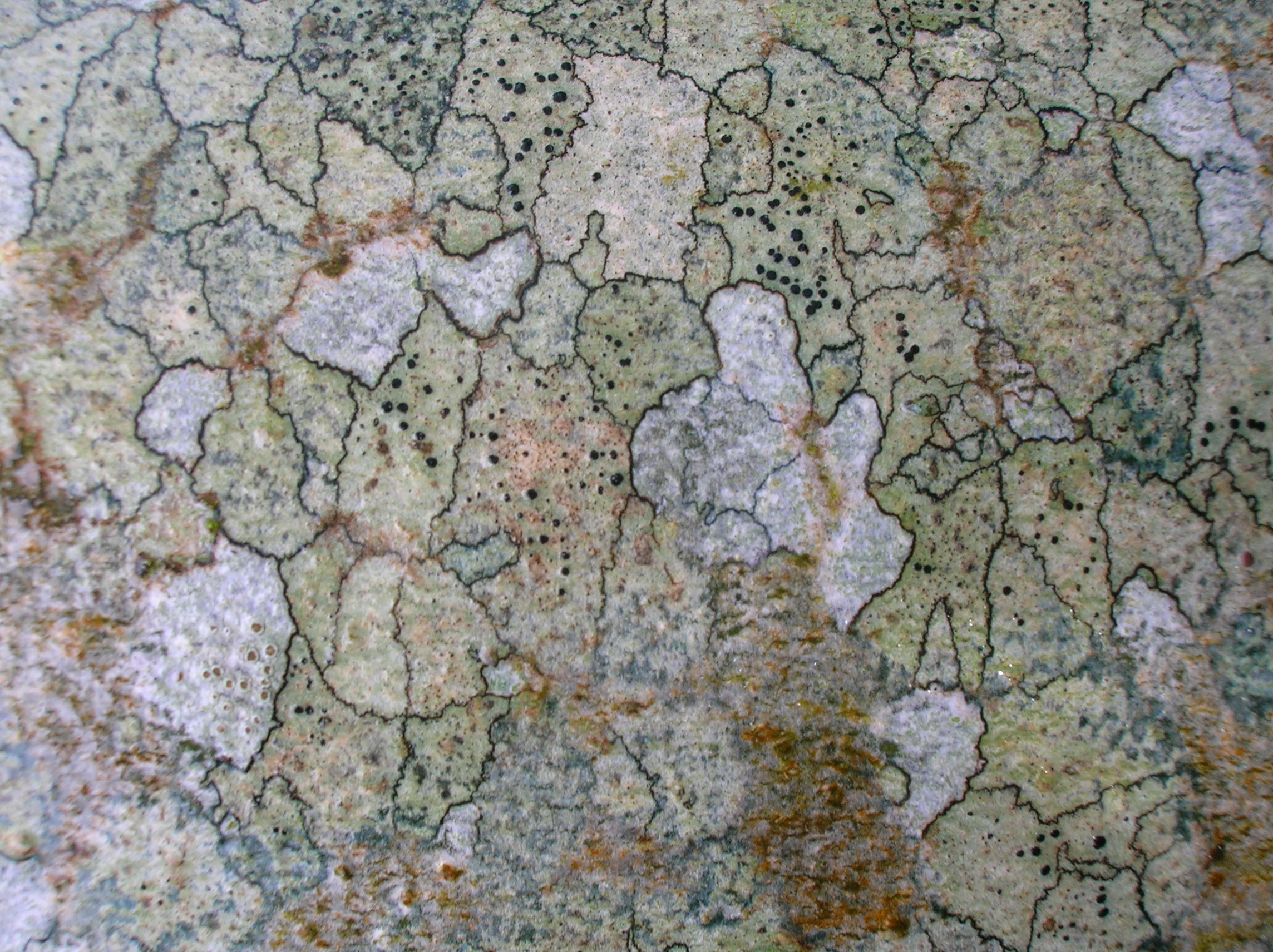 Lichen_patterns_on_an_Ash_tree