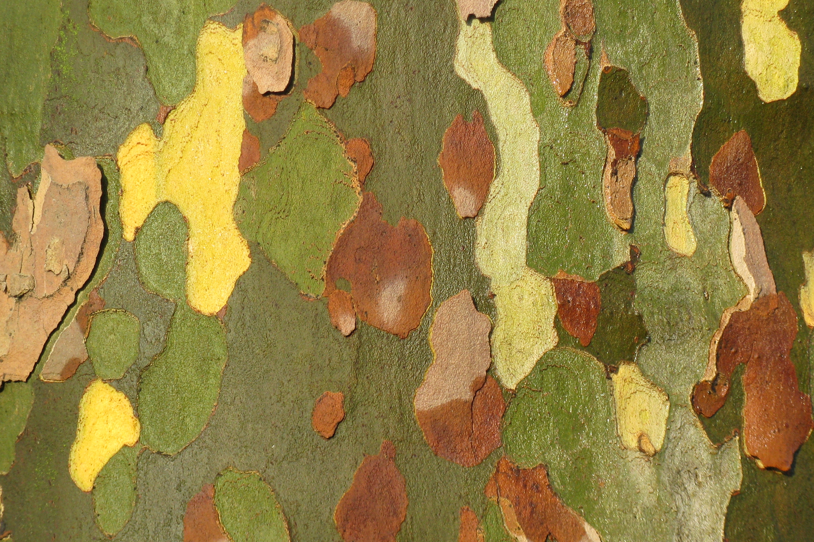 Platanus_x_hispanica_Picasso.JPG