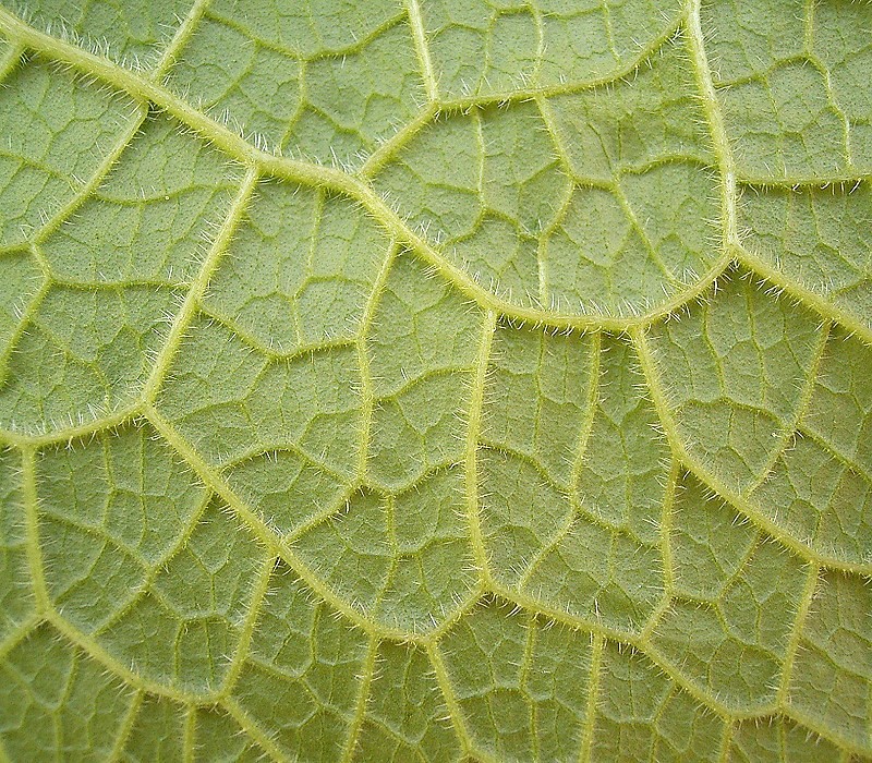 Symphytum_officinale_12_ies