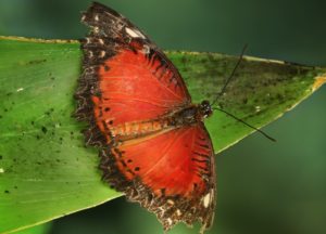 leopard_lacewing_cethosia_cyane_2_richard_bartz