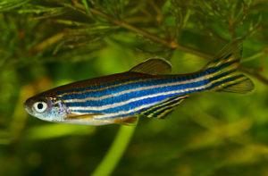 zebrafish_jennifer